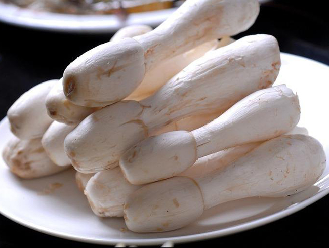 鸡腿菇