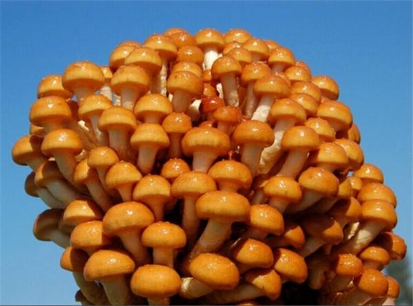 滑菇
