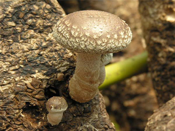 食用菌 (3).jpg